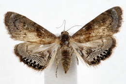 Image of Dicymolomia metalliferalis Packard 1873