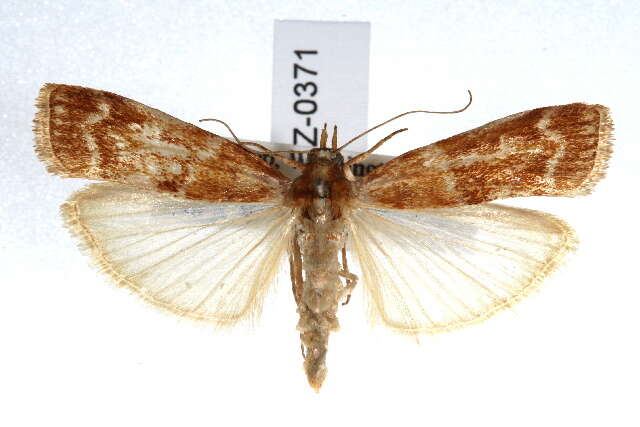 Image of Ponderosa Pine Coneworm Moth