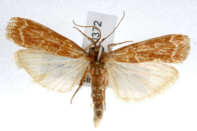 Image of Ponderosa Pine Coneworm Moth