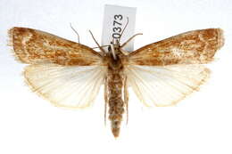 Image of Ponderosa Pine Coneworm Moth