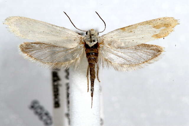 Image of yucca moths