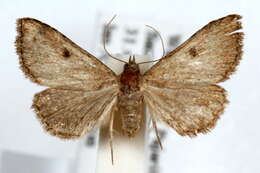 Image de Nychioptera noctuidalis Dyar 1907