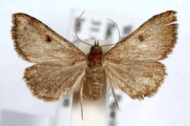 Image of Nychioptera noctuidalis Dyar 1907