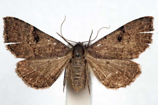 Image of Nychioptera noctuidalis Dyar 1907