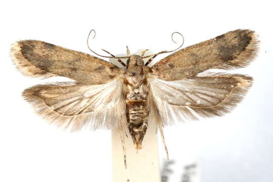 Image of Pink bollworm