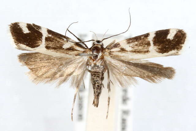 Aroga unifasciella Busck 1903的圖片