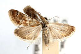 صورة Noctueliopsis bububattalis Hulst