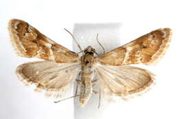 Image of Noctueliopsis bububattalis Hulst