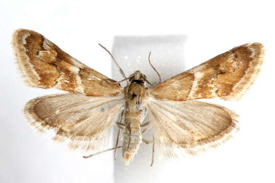 صورة Noctueliopsis bububattalis Hulst