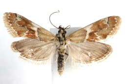 Image of Noctueliopsis bububattalis Hulst