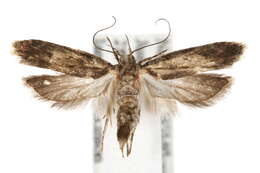 Image of Chionodes pereyra Clarke 1947