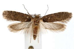 Image of Depressaria