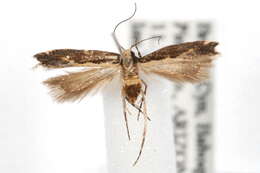 Image of Aroga unifasciella Busck 1903