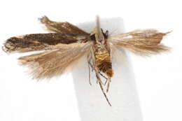 Image of Aroga unifasciella Busck 1903