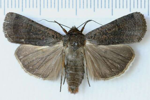 Image of Abagrotis alampeta Franclemont 1967