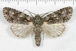 Image of Marble Dagger Moth