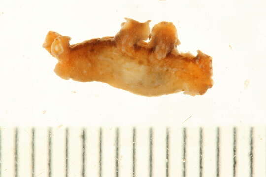 Image of Sargassum slug