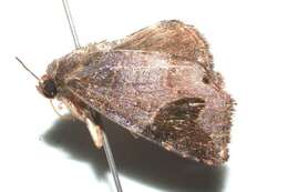 Image of Closteromorpha