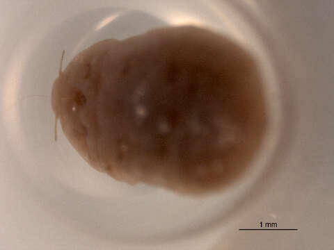 Слика од Planococcus ficus (Signoret 1875)