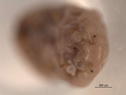 Image of Vine mealybug