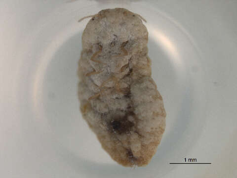 Image of Citrus mealybug