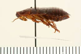 Cryptocercus punctulatus Scudder 1862的圖片