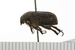 Image of Cetoniidae
