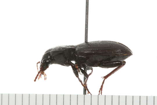 Image of Pterostichus (Hypherpes) adoxus (Say 1823)