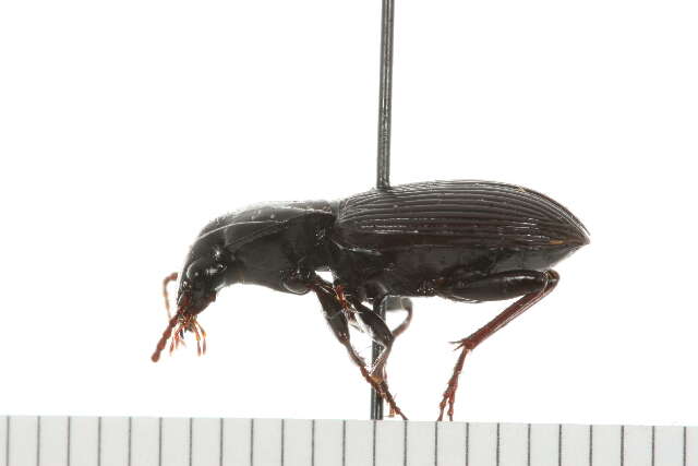 Image of Pterostichus (Hypherpes) adoxus (Say 1823)