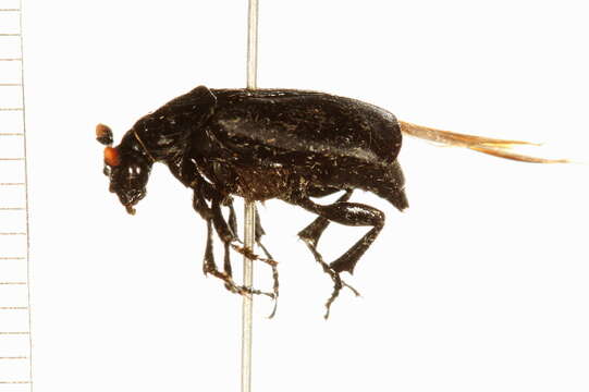 Image of Black Burying Beetle