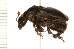 Image of Black Burying Beetle