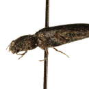 Image of Melanotus longulus longulus