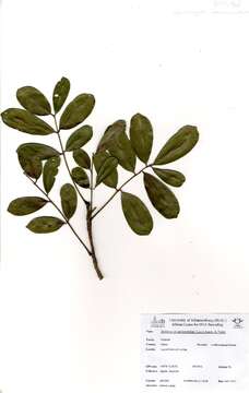 Image de Zanthoxylum