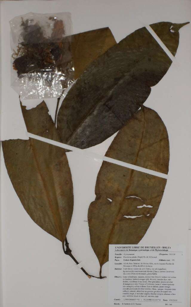 Picralima (rights holder: Herbarium de l&#039;Universit&eacute; Libre de Bruxelles. Year: 2013. Contact: ohardy@ulb.ac.be.)