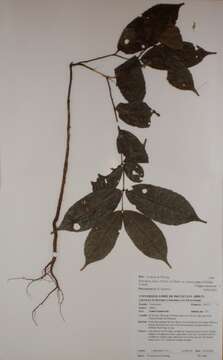 Image of Spindle tree order