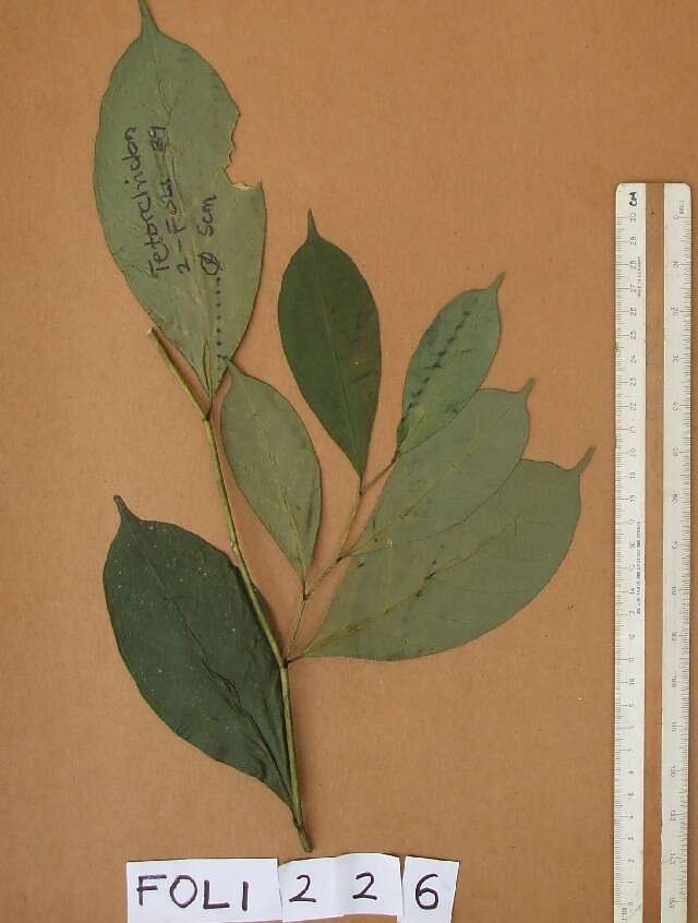 Tetrorchidium (rights holder: Herbarium de l&#039;Universit&eacute; Libre de Bruxelles. Year: 2013. Contact: ohardy@ulb.ac.be.)