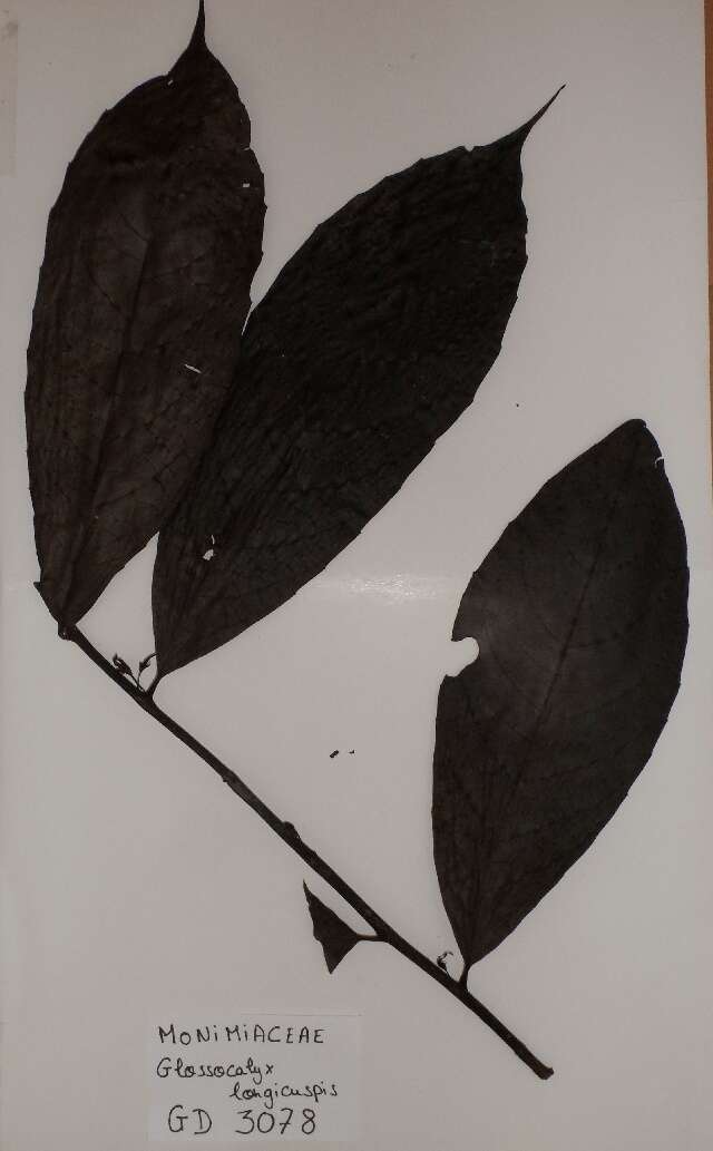 Image of Siparunaceae