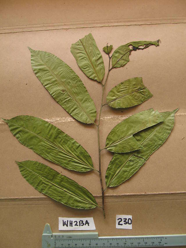 Anthostema (rights holder: Herbarium de l&#039;Universit&eacute; Libre de Bruxelles. Year: 2013. Contact: ohardy@ulb.ac.be.)