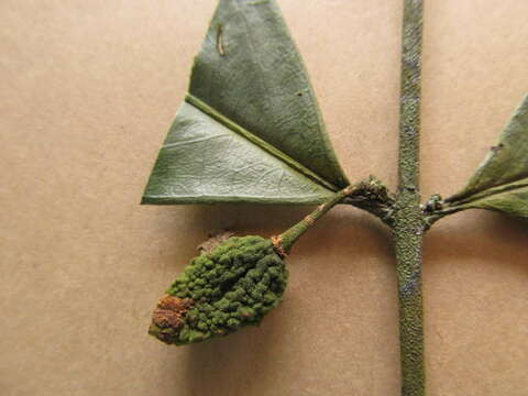 Image of Spindle tree order