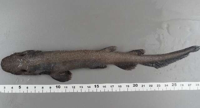 Image of White Ghost Catshark