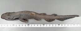 Image of White Ghost Catshark