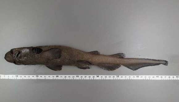 Image of White Ghost Catshark