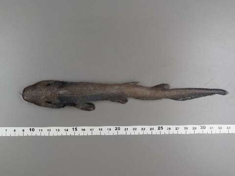 Image of White Ghost Catshark