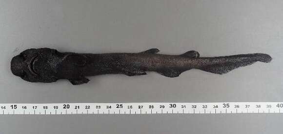 Image of Black Roughscale Catshark