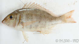 Image of Lethrinus