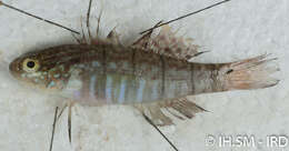 صورة Amblygobius