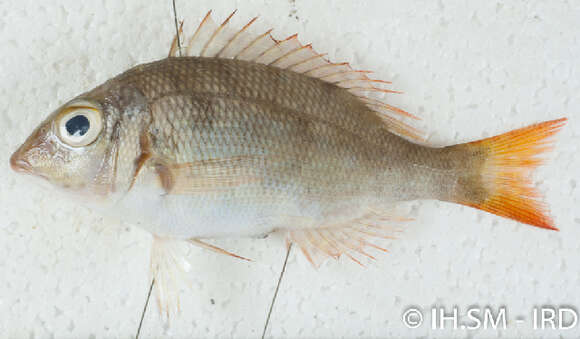 Image of Lethrinus