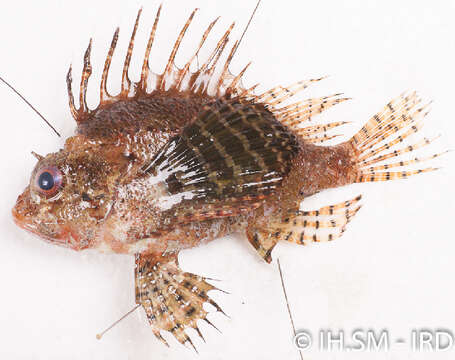 Image of Pterois