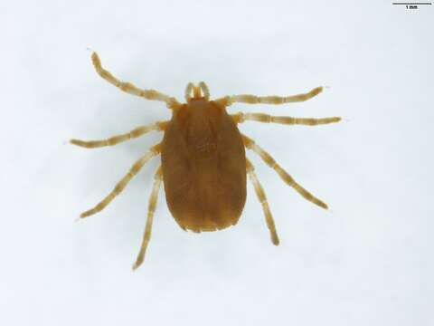 Ixodes uriae White 1852的圖片