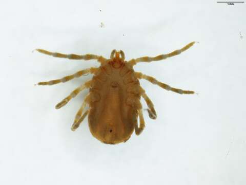 Image of Ixodes uriae White 1852